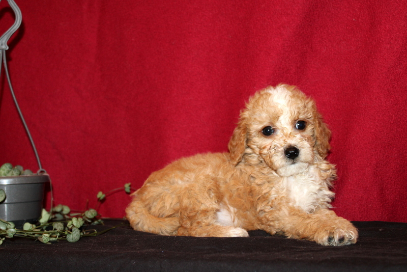 puppy, for, sale, Mini Golden Doodle F1B, Matthew B. Stoltzfus, dog, breeder, Gap, PA, dog-breeder, puppy-for-sale, forsale, nearby, find, puppyfind, locator, puppylocator, aca